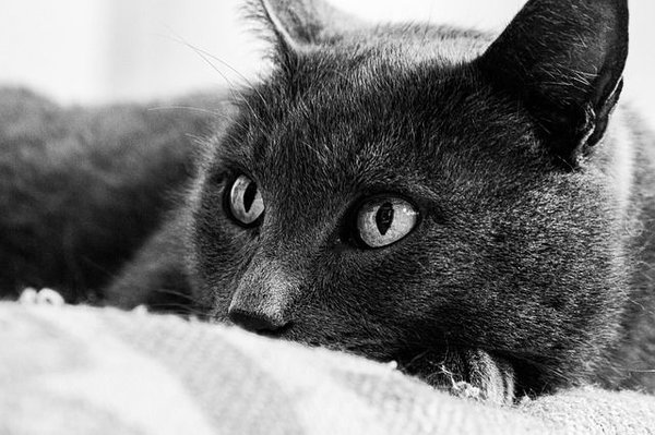 En quoi souscrire à une assurance santé animale pour un chat est bénéfique ?